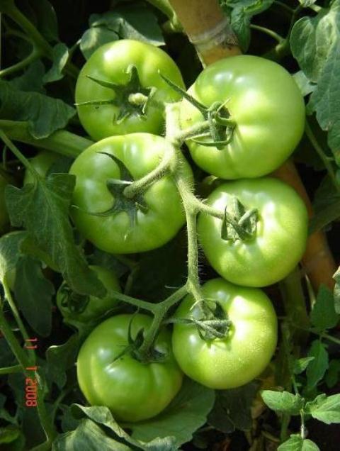 Determinate Round tomato 83-178 p1